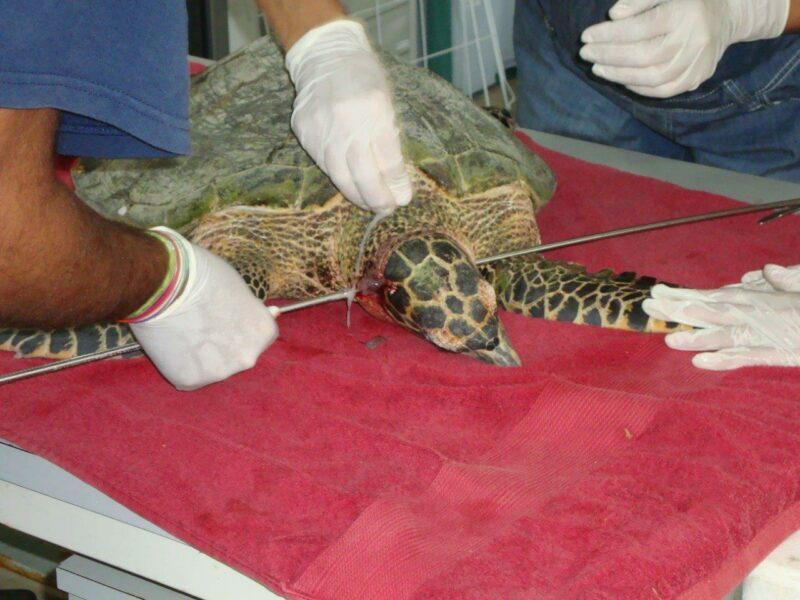 Tortue-pearl Tortue-pearl