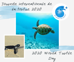 Happy World Turtle Day Happy World Turtle Day
