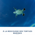 Soutien-Vilebrequin