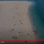 Sea turtle reef barrier