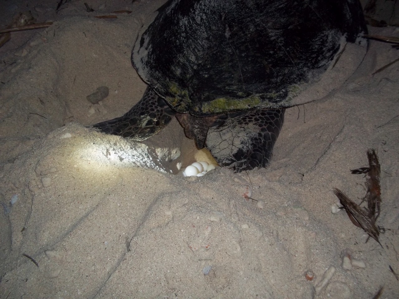 The 20212022 green sea turtle nesting season starts on Tetiaroa