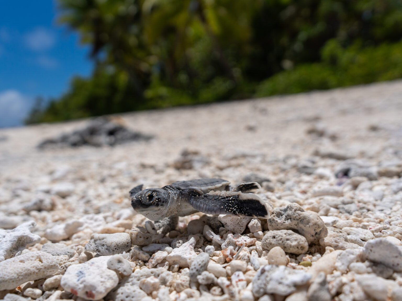 tortues_@theoguillaume-4 tortues_@theoguillaume-4